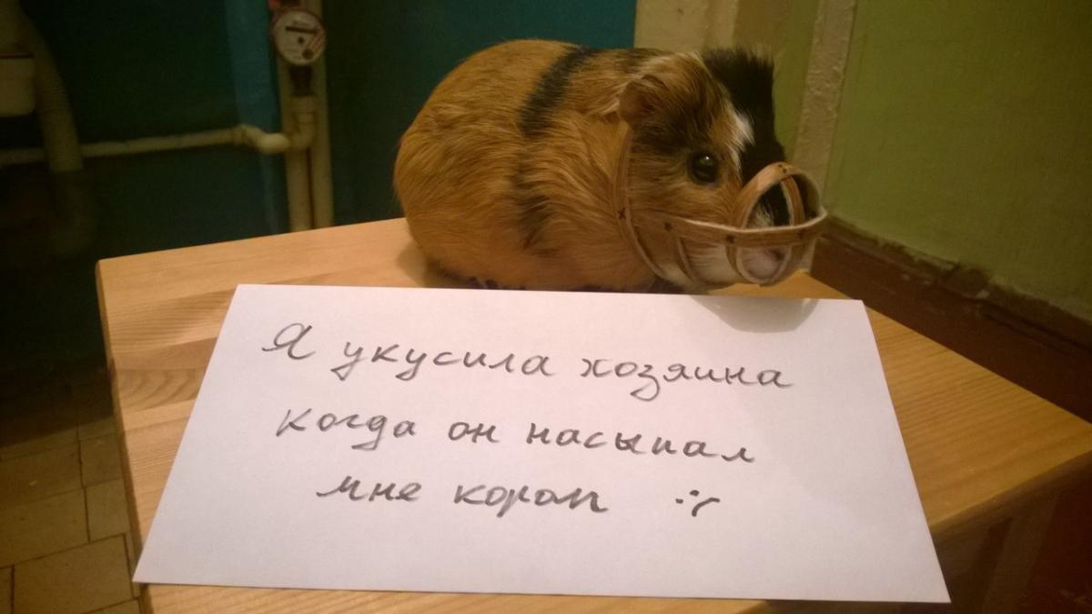 liberalnaya_morskaya_svinya