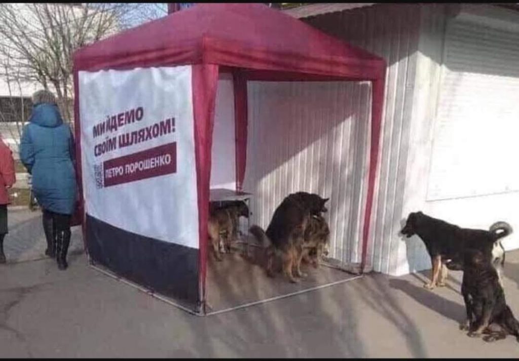 Собаки в городе: жизнь рядом, шум улиц и взгляд изнутри